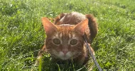 avatar petsitter