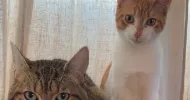 avatar petsitter