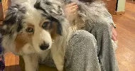 avatar petsitter
