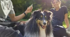 avatar petsitter