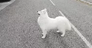 avatar petsitter