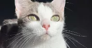 avatar petsitter