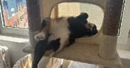 avatar petsitter
