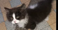 avatar petsitter