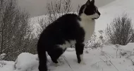 avatar petsitter