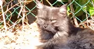 avatar petsitter