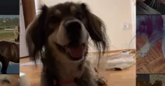 avatar petsitter