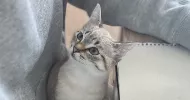 avatar petsitter
