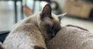 avatar petsitter