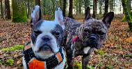 avatar petsitter