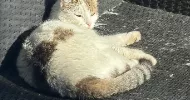 avatar petsitter