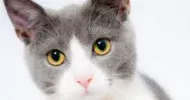 avatar petsitter