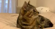 avatar petsitter