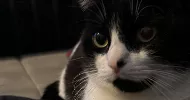 avatar petsitter