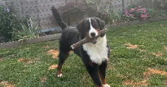 avatar petsitter