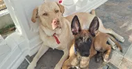 avatar petsitter