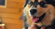 avatar petsitter