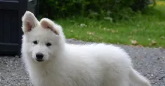 avatar petsitter