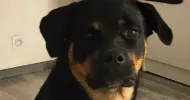 avatar petsitter