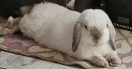 avatar petsitter