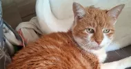 avatar petsitter