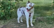 avatar petsitter