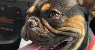 avatar petsitter