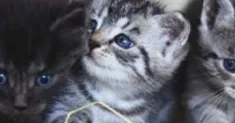 avatar petsitter