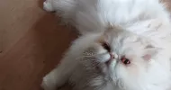 avatar petsitter