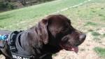 Eliane pet sitter à Creysse 24100