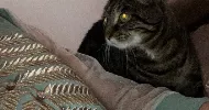 avatar petsitter