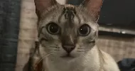 avatar petsitter