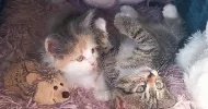 avatar petsitter