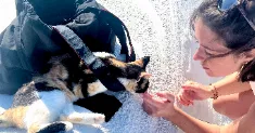 avatar petsitter