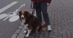 avatar petsitter