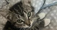 avatar petsitter
