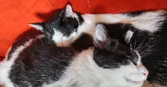 avatar petsitter