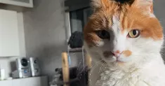 avatar petsitter