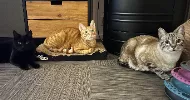 avatar petsitter