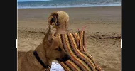 avatar petsitter
