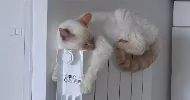 avatar petsitter