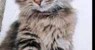 avatar petsitter