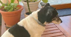avatar petsitter