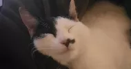 avatar petsitter
