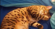 avatar petsitter