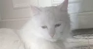 avatar petsitter