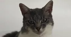 avatar petsitter