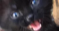 avatar petsitter