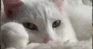 avatar petsitter