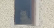 avatar petsitter
